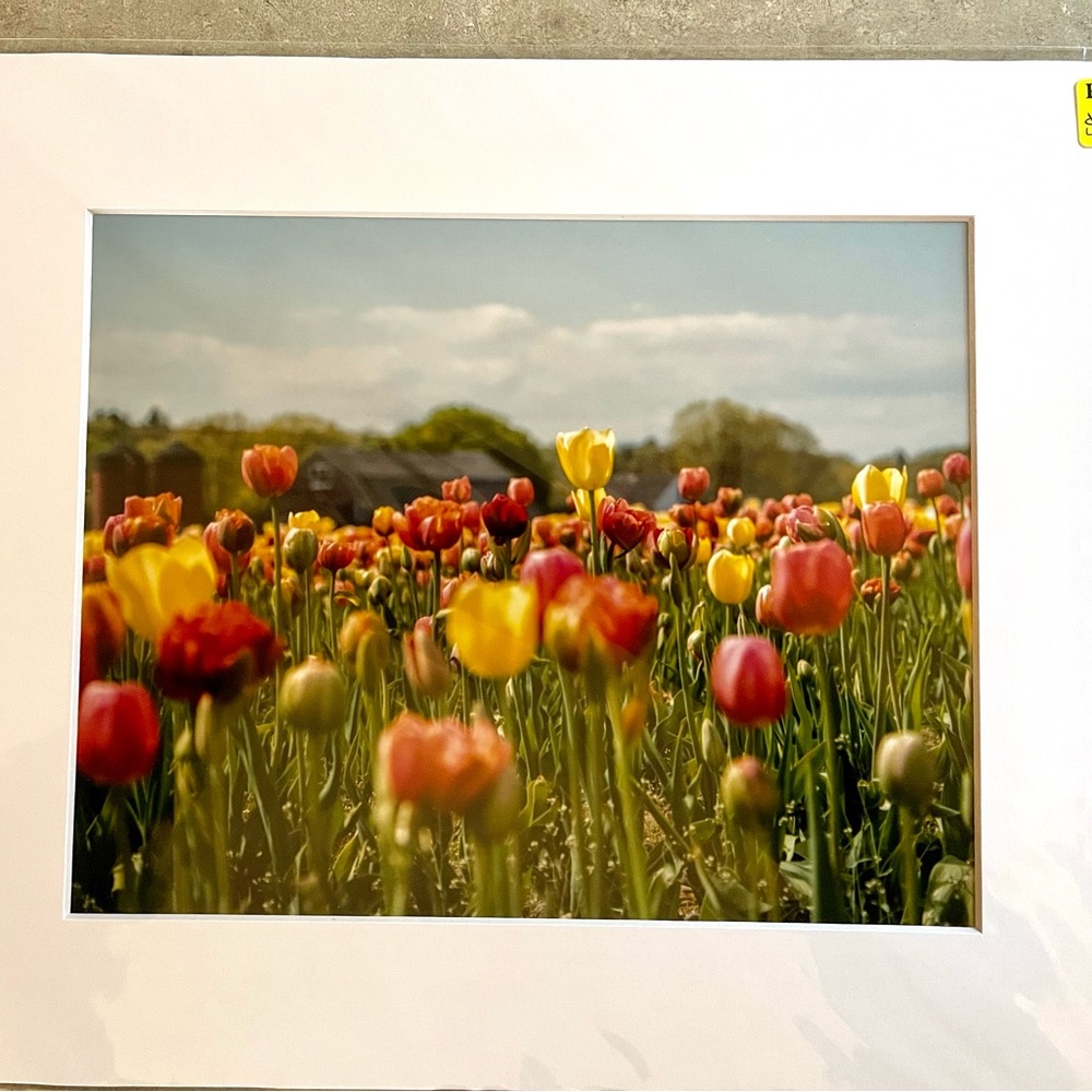 Tulip Farm Print